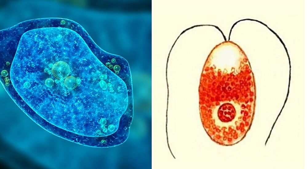 algloomade parasiidid düsenteeria amööb ja malaaria plasmoodium