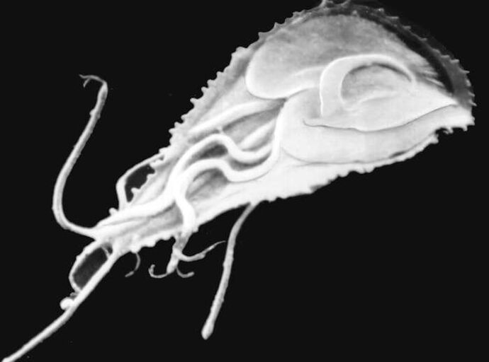 Malaariaplasmodium