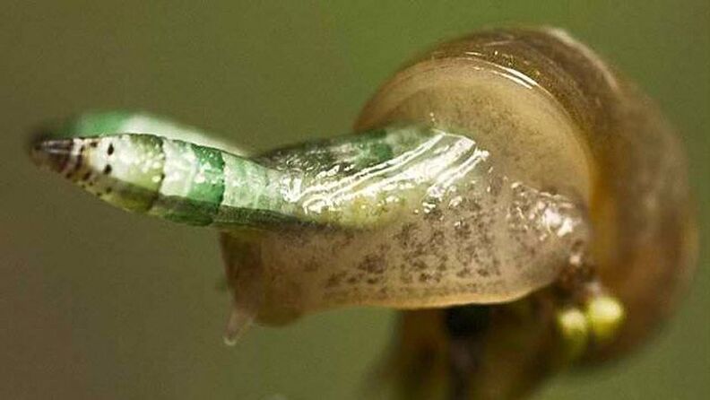 Leukokloridia on paradoksaalne