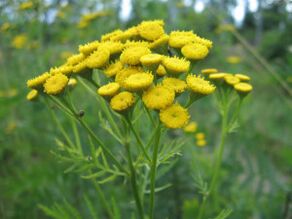 Tansy parasiitide eemaldamiseks kehast